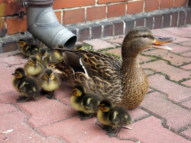 Kaczki-uciekinierki przewędrowały pół kilometra (zdjęcia i wideo)