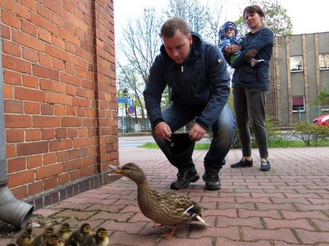 Kaczki-uciekinierki przewędrowały pół kilometra (zdjęcia i wideo)