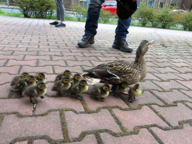Kaczki-uciekinierki przewędrowały pół kilometra (zdjęcia i wideo)