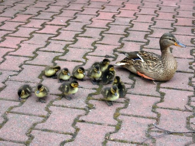 Kaczki-uciekinierki przewędrowały pół kilometra (zdjęcia i wideo)