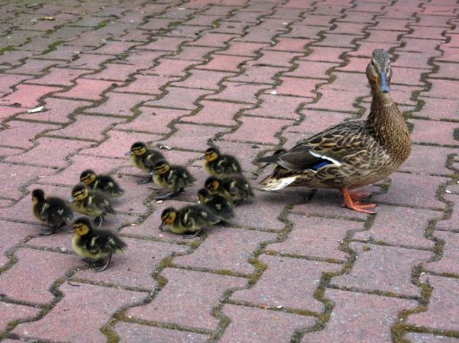 Kaczki-uciekinierki przewędrowały pół kilometra (zdjęcia i wideo)
