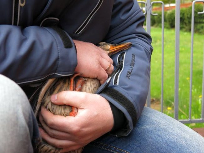 Kaczki-uciekinierki przewędrowały pół kilometra (zdjęcia i wideo)