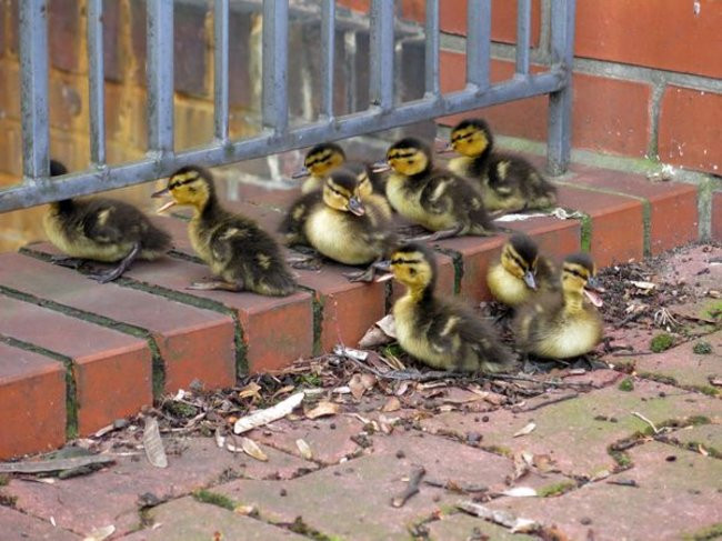 Kaczki-uciekinierki przewędrowały pół kilometra (zdjęcia i wideo)