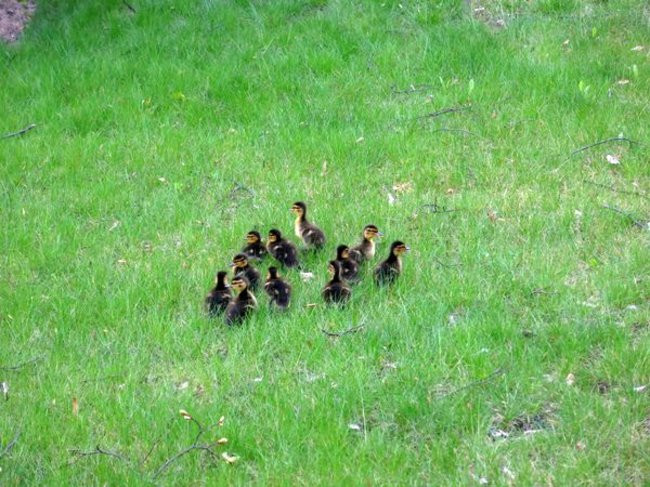Kaczki-uciekinierki przewędrowały pół kilometra (zdjęcia i wideo)