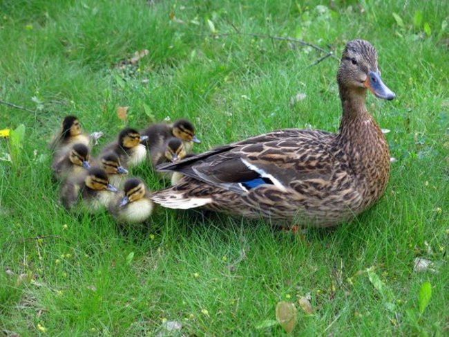 Kaczki-uciekinierki przewędrowały pół kilometra (zdjęcia i wideo)