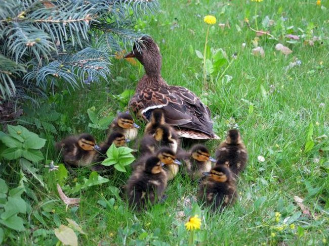 Kaczki-uciekinierki przewędrowały pół kilometra (zdjęcia i wideo)