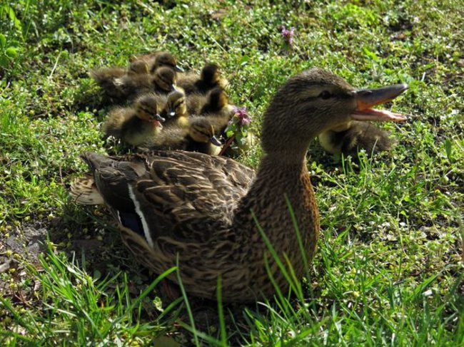 Kaczki-uciekinierki przewędrowały pół kilometra (zdjęcia i wideo)