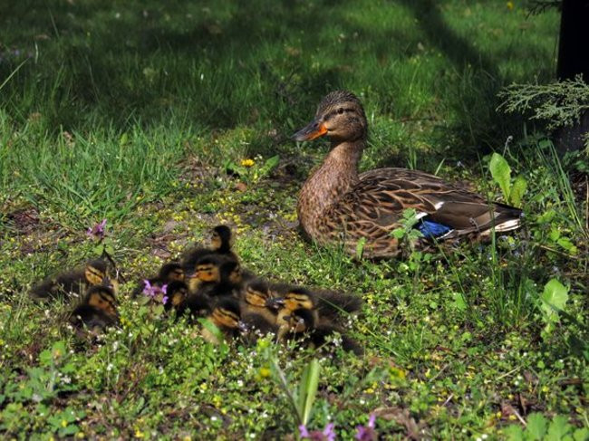 Kaczki-uciekinierki przewędrowały pół kilometra (zdjęcia i wideo)