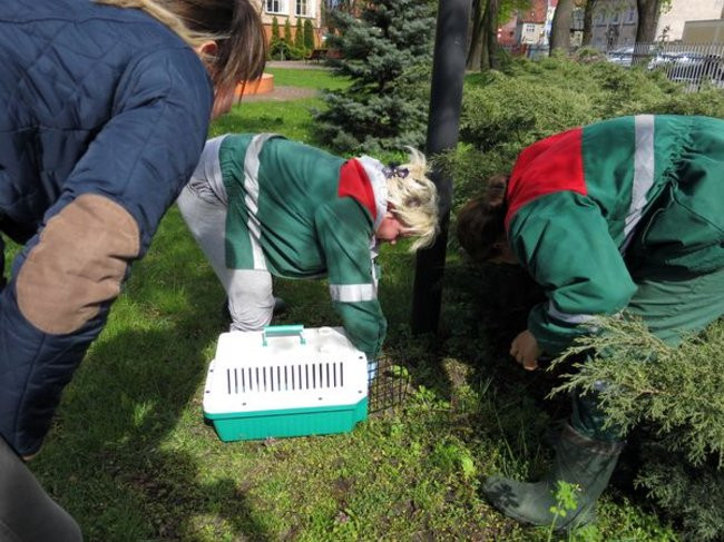 Kaczki-uciekinierki przewędrowały pół kilometra (zdjęcia i wideo)
