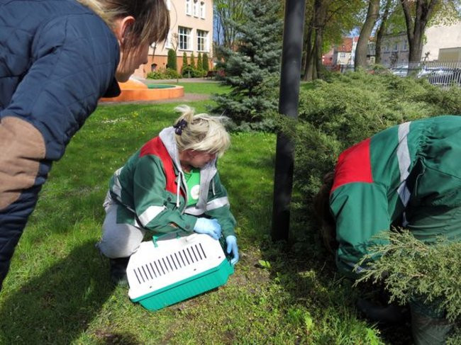 Kaczki-uciekinierki przewędrowały pół kilometra (zdjęcia i wideo)