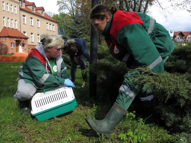 Kaczki-uciekinierki przewędrowały pół kilometra (zdjęcia i wideo)