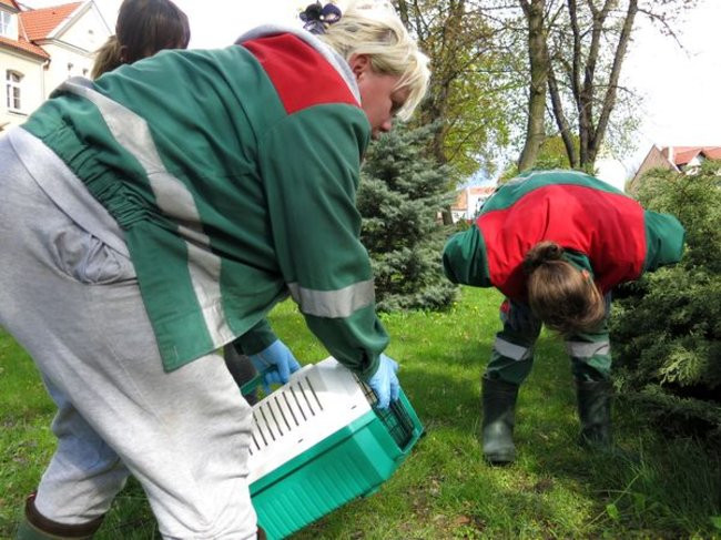 Kaczki-uciekinierki przewędrowały pół kilometra (zdjęcia i wideo)