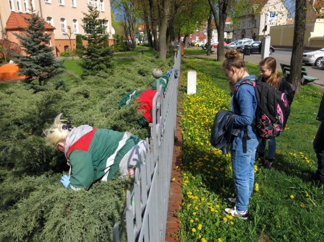 Kaczki-uciekinierki przewędrowały pół kilometra (zdjęcia i wideo)