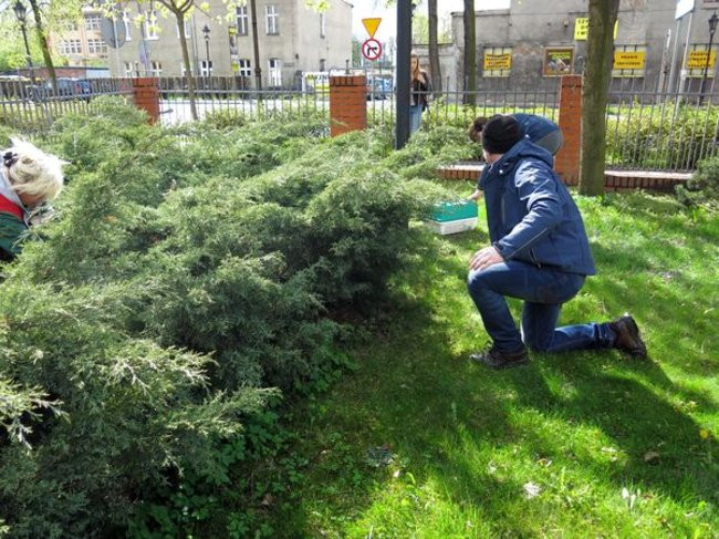 Kaczki-uciekinierki przewędrowały pół kilometra (zdjęcia i wideo)