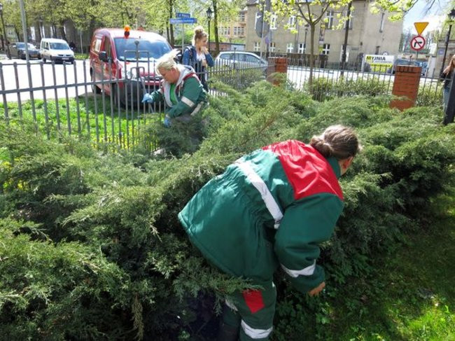 Kaczki-uciekinierki przewędrowały pół kilometra (zdjęcia i wideo)