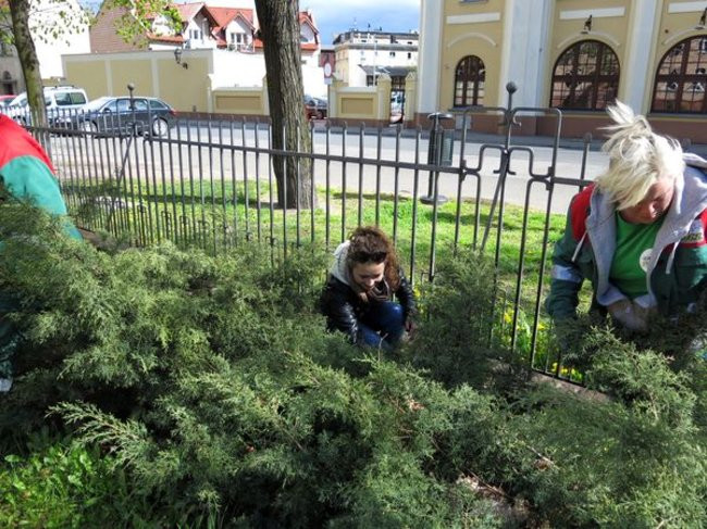 Kaczki-uciekinierki przewędrowały pół kilometra (zdjęcia i wideo)