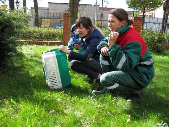 Kaczki-uciekinierki przewędrowały pół kilometra (zdjęcia i wideo)