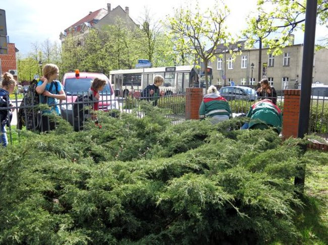 Kaczki-uciekinierki przewędrowały pół kilometra (zdjęcia i wideo)