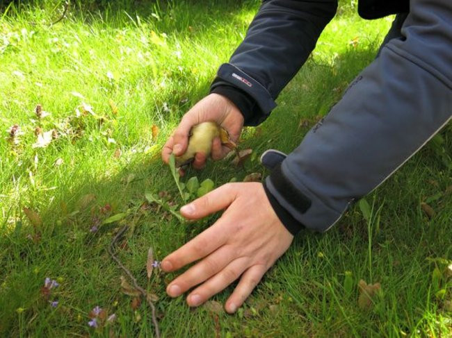 Kaczki-uciekinierki przewędrowały pół kilometra (zdjęcia i wideo)