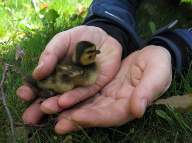 Kaczki-uciekinierki przewędrowały pół kilometra (zdjęcia i wideo)