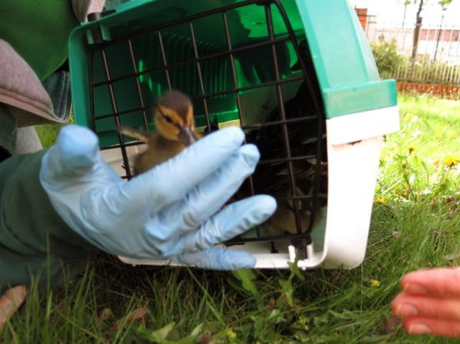 Kaczki-uciekinierki przewędrowały pół kilometra (zdjęcia i wideo)