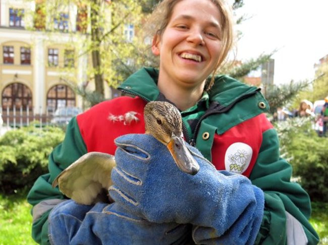 Kaczki-uciekinierki przewędrowały pół kilometra (zdjęcia i wideo)