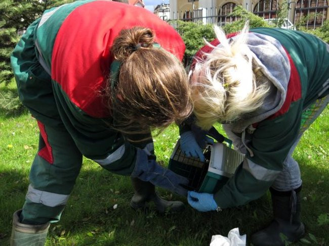 Kaczki-uciekinierki przewędrowały pół kilometra (zdjęcia i wideo)