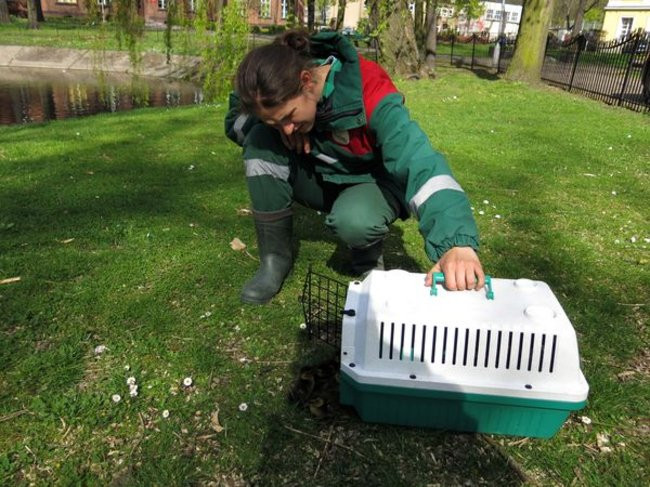 Kaczki-uciekinierki przewędrowały pół kilometra (zdjęcia i wideo)