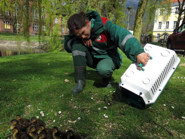 Kaczki-uciekinierki przewędrowały pół kilometra (zdjęcia i wideo)