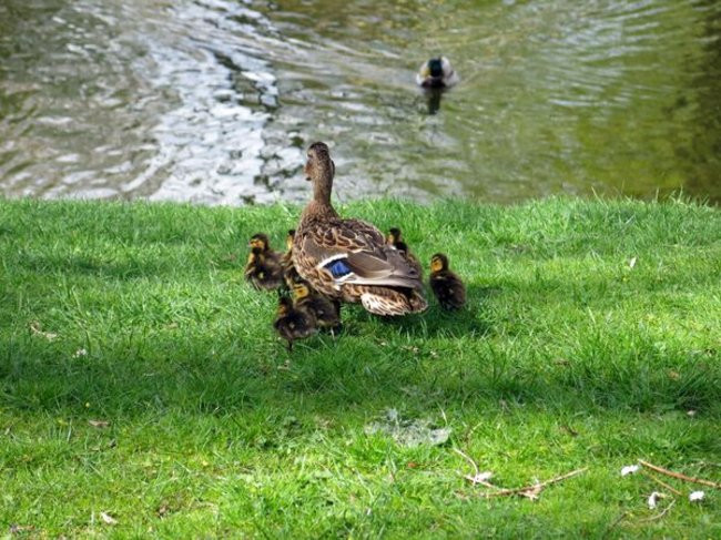 Kaczki-uciekinierki przewędrowały pół kilometra (zdjęcia i wideo)