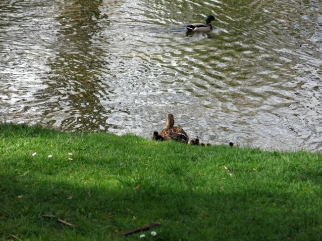 Kaczki-uciekinierki przewędrowały pół kilometra (zdjęcia i wideo)