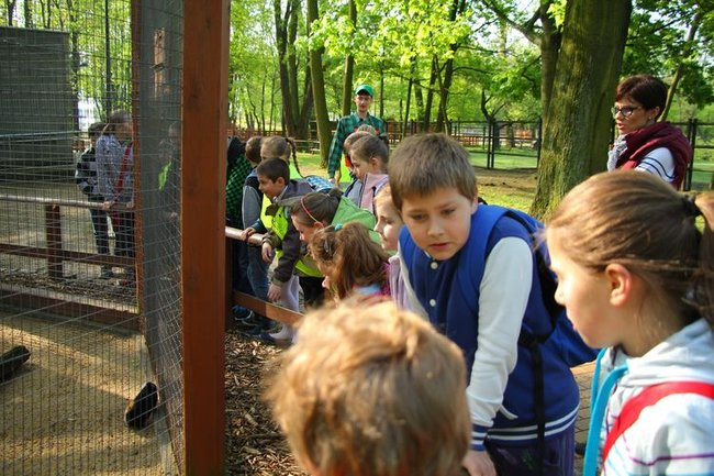 O szopie i innych zwierzętach (zdjęcia)