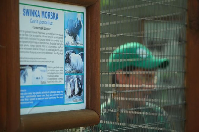 O szopie i innych zwierzętach (zdjęcia)