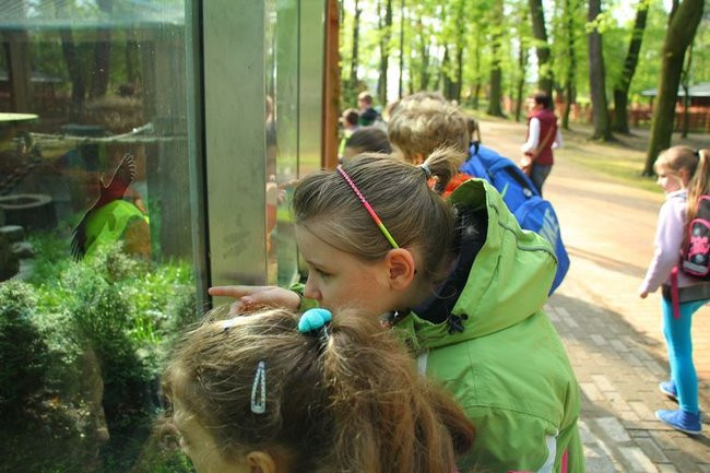 O szopie i innych zwierzętach (zdjęcia)