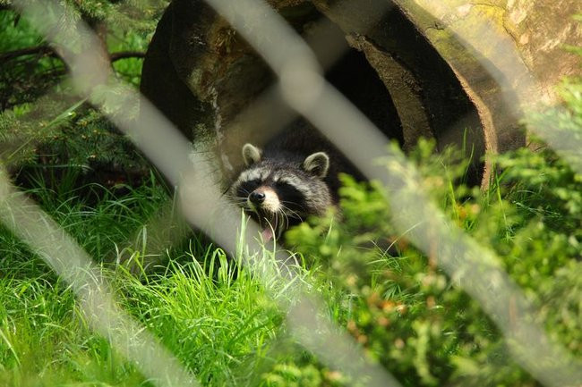 O szopie i innych zwierzętach (zdjęcia)