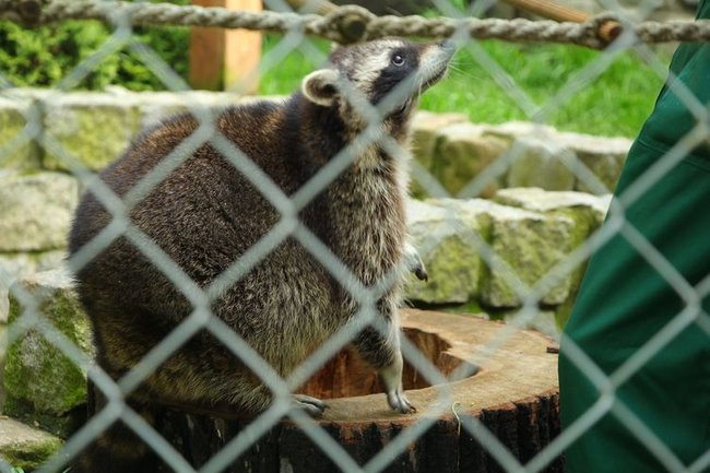 O szopie i innych zwierzętach (zdjęcia)