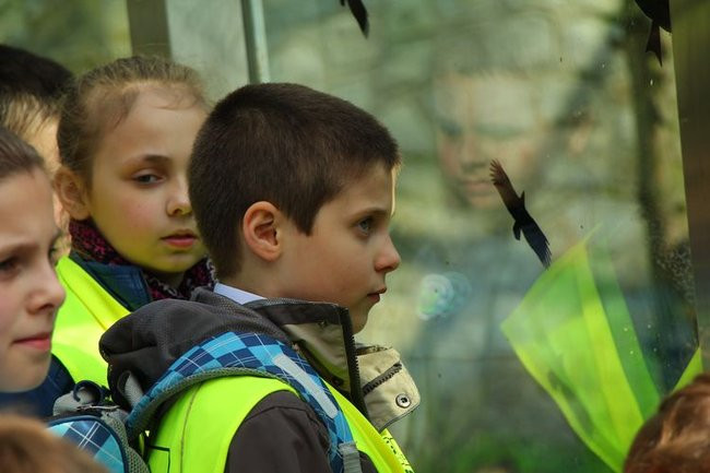 O szopie i innych zwierzętach (zdjęcia)