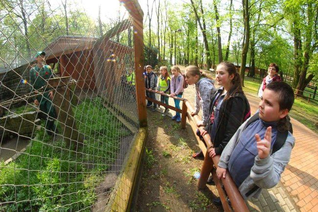 O szopie i innych zwierzętach (zdjęcia)