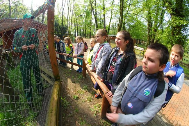 O szopie i innych zwierzętach (zdjęcia)