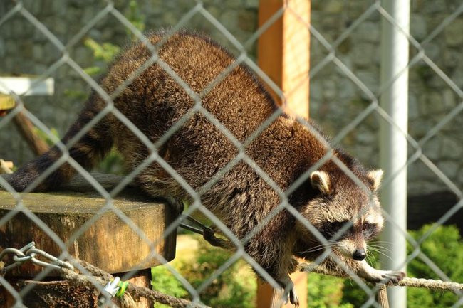 O szopie i innych zwierzętach (zdjęcia)