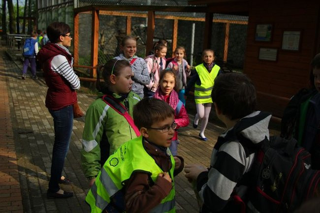 O szopie i innych zwierzętach (zdjęcia)