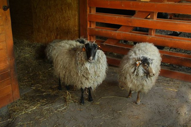 O szopie i innych zwierzętach (zdjęcia)