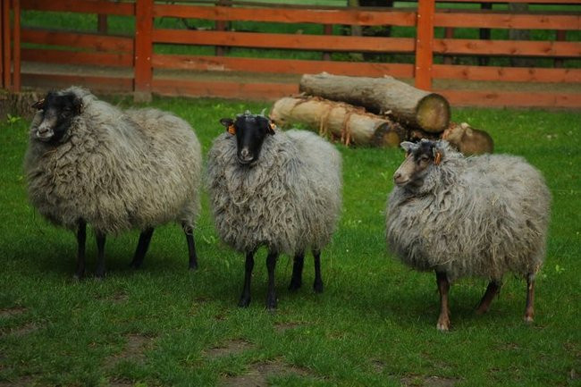 O szopie i innych zwierzętach (zdjęcia)