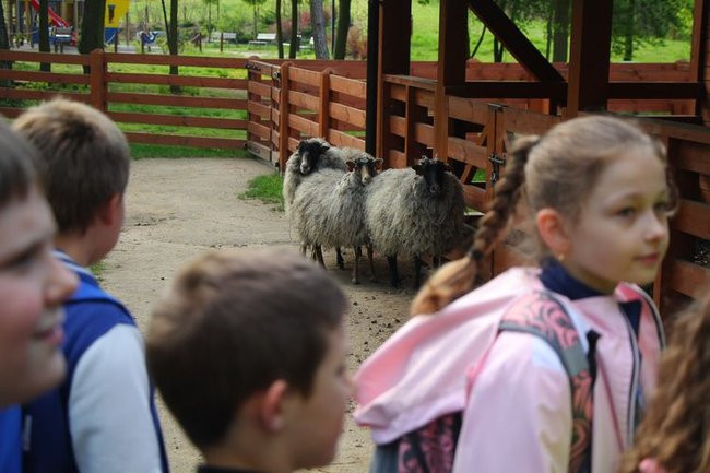 O szopie i innych zwierzętach (zdjęcia)