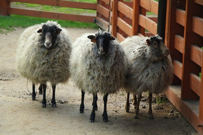 O szopie i innych zwierzętach (zdjęcia)