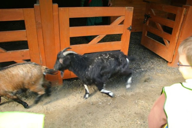 O szopie i innych zwierzętach (zdjęcia)