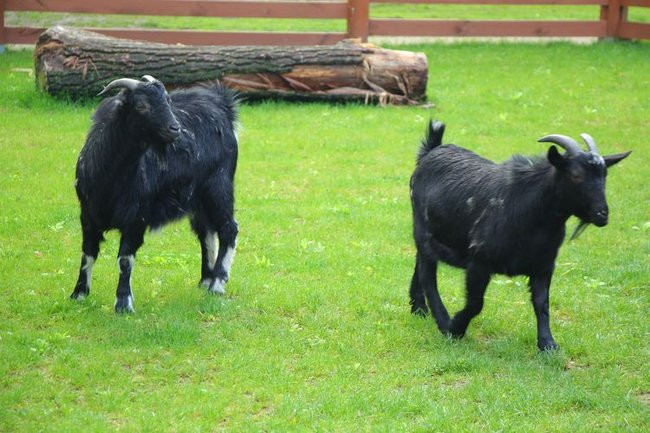 O szopie i innych zwierzętach (zdjęcia)