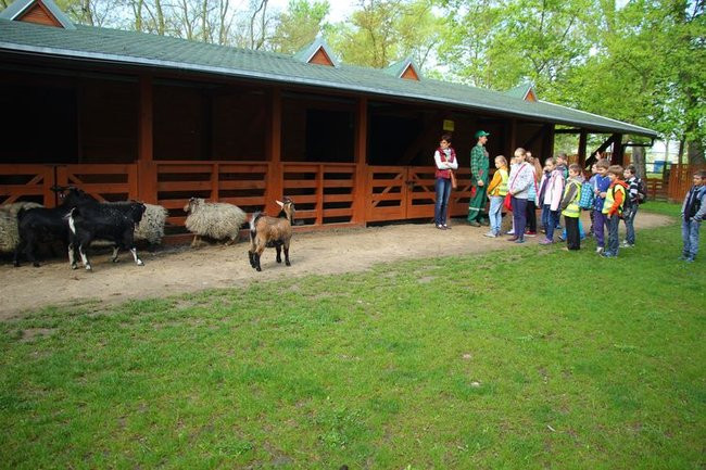 O szopie i innych zwierzętach (zdjęcia)