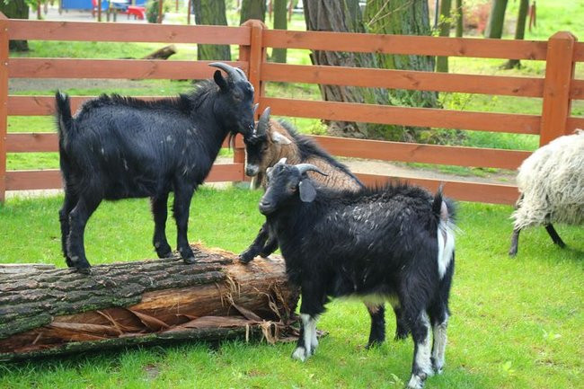 O szopie i innych zwierzętach (zdjęcia)