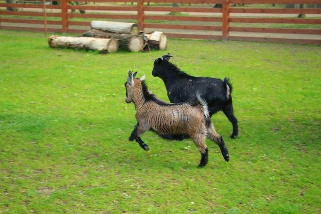 O szopie i innych zwierzętach (zdjęcia)